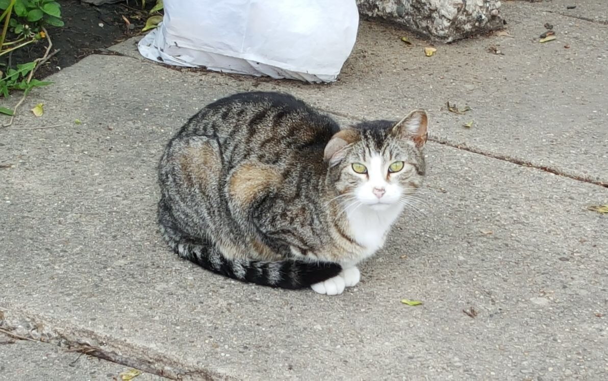 Vetting Mooksie, a Colony Cat with an Ear Hematoma Cats In My Yard